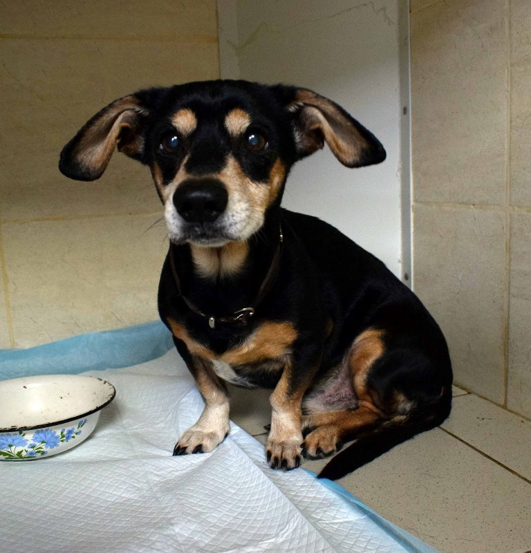 пес Буч_Днепр