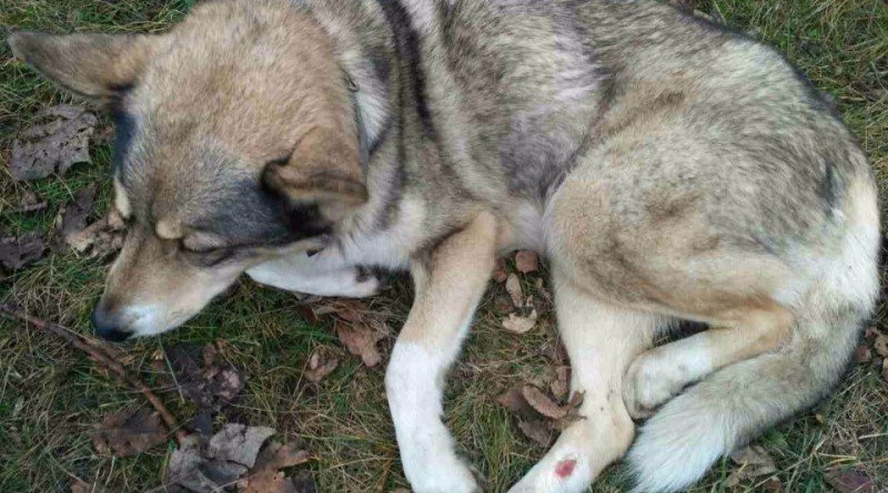 собака Олимпия