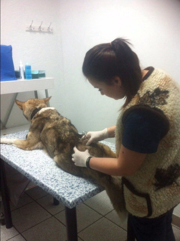 собака Олимпия