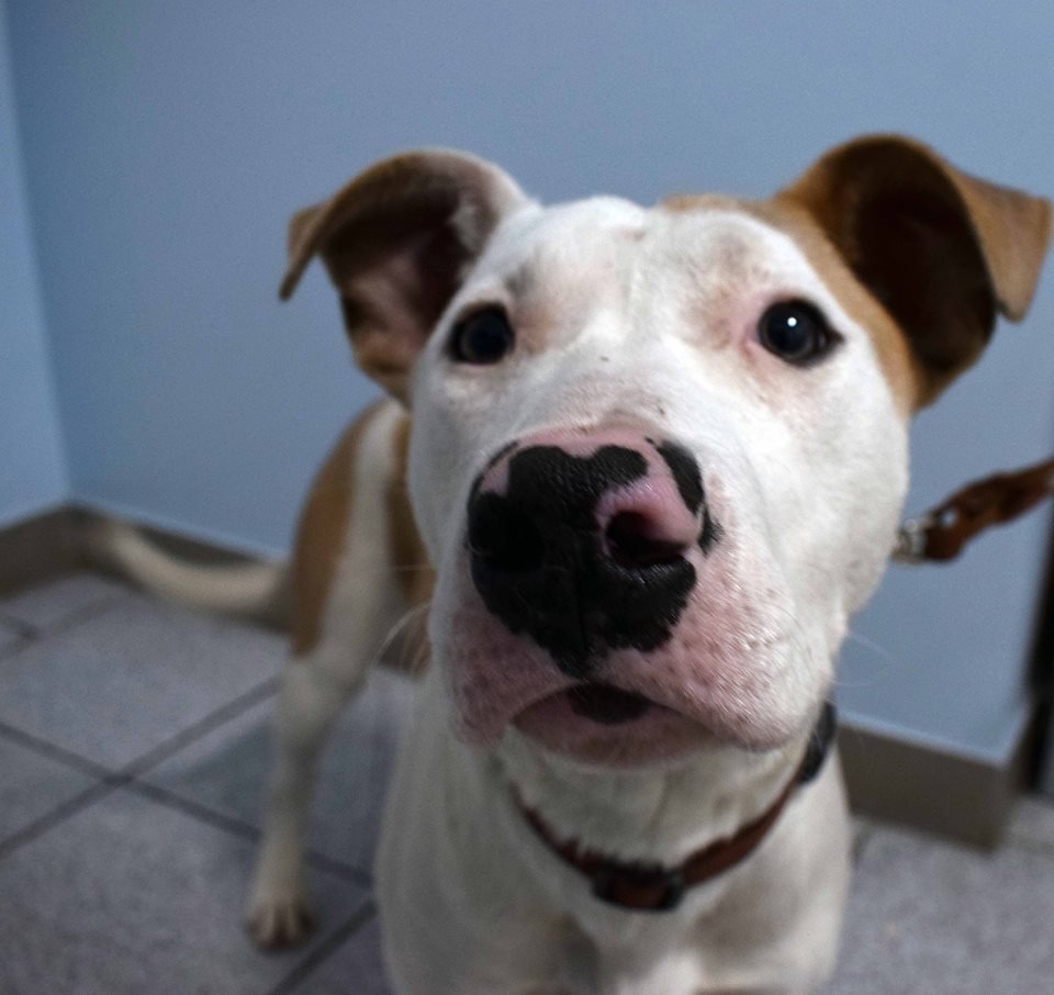 27658389_2445002712391081_1509923615_n