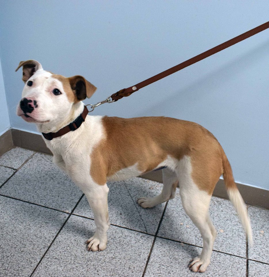 27718565_2445002715724414_952763568_n