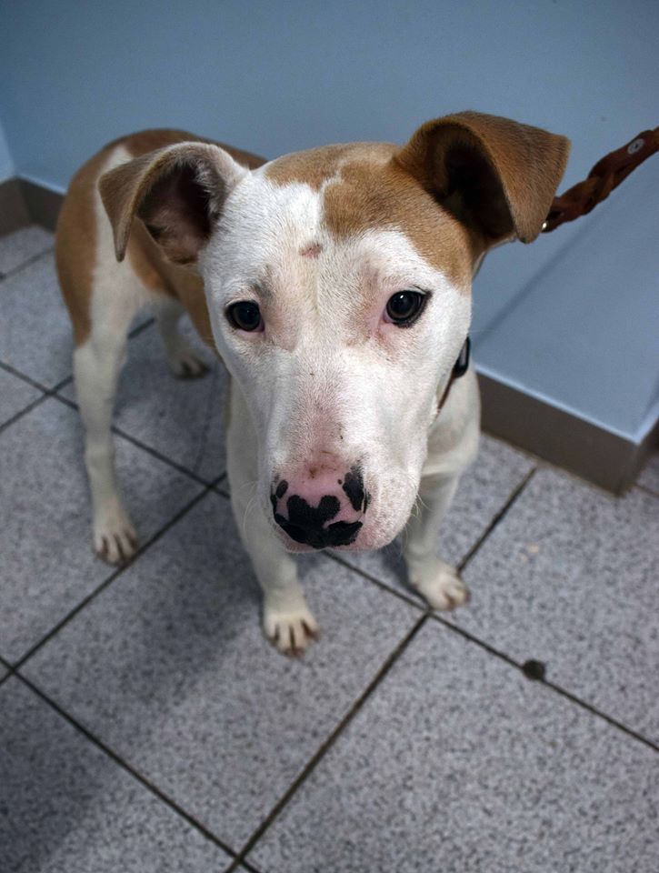 27721179_2445002732391079_1783262401_n