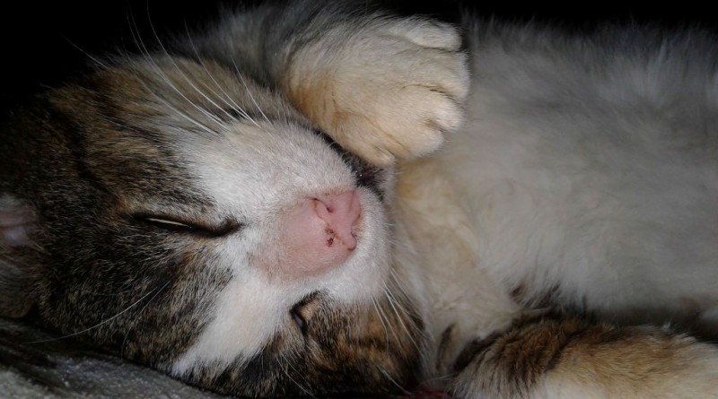 Кот Кузя