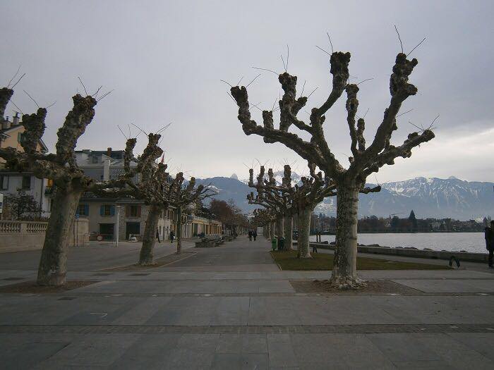 экзотические деревья_Днепр