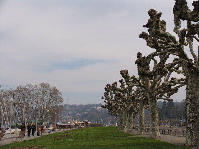 экзотические деревья_Днепр