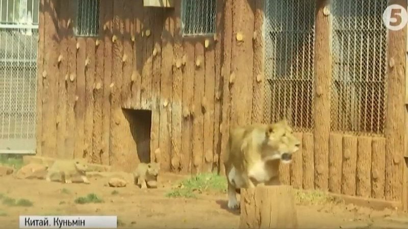 левенята_китайський зоопарк