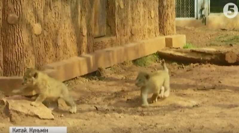 левенята_китайський зоопарк