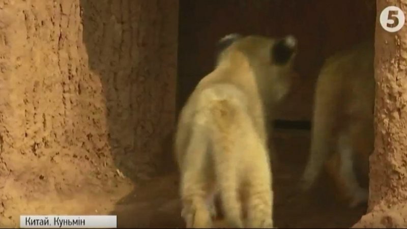 левенята_китайський зоопарк