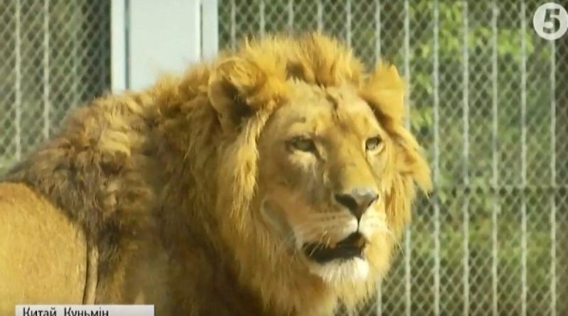 левенята_китайський зоопарк
