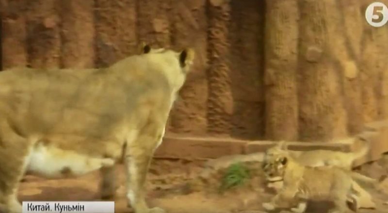 левенята_китайський зоопарк