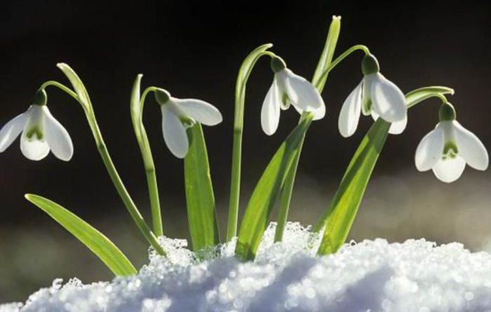 первоцветы