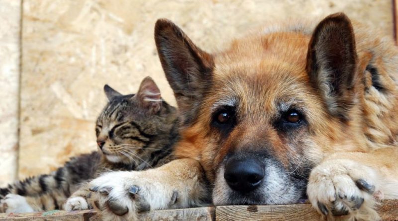 собака_кошка