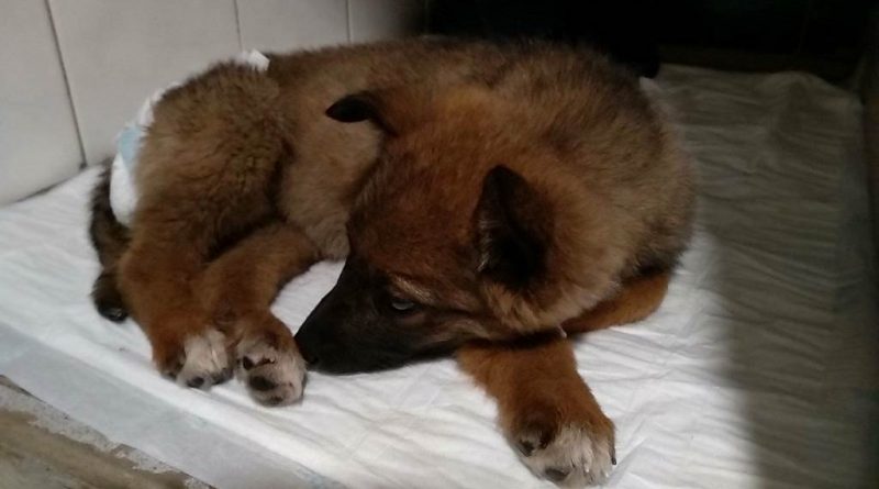 житель Днепра_спасение собаки