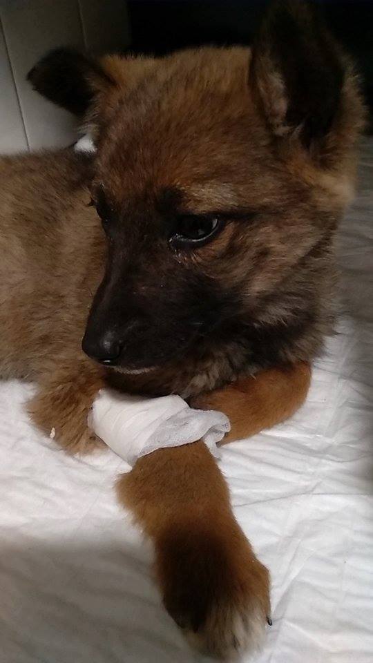 житель Днепра_спасение собаки