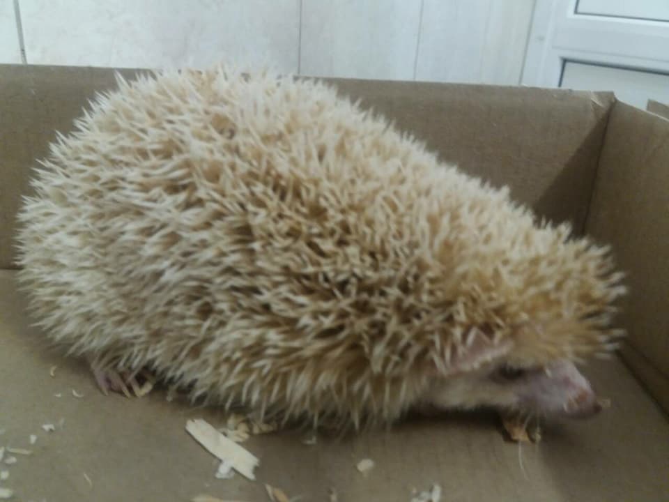 необычный пациент_ежик