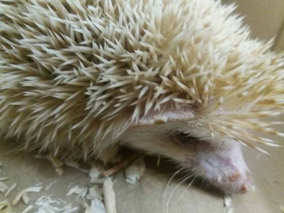 необычный пациент_ежик