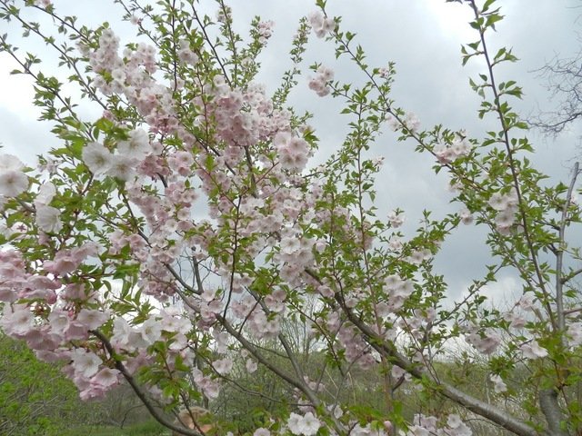 ботанический сад_Днепр