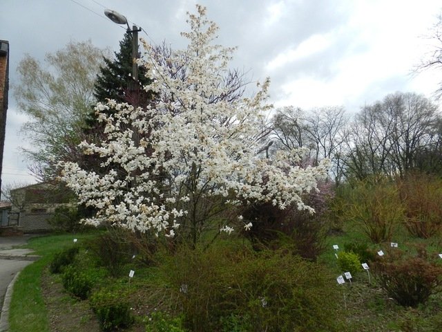 ботанический сад_Днепр