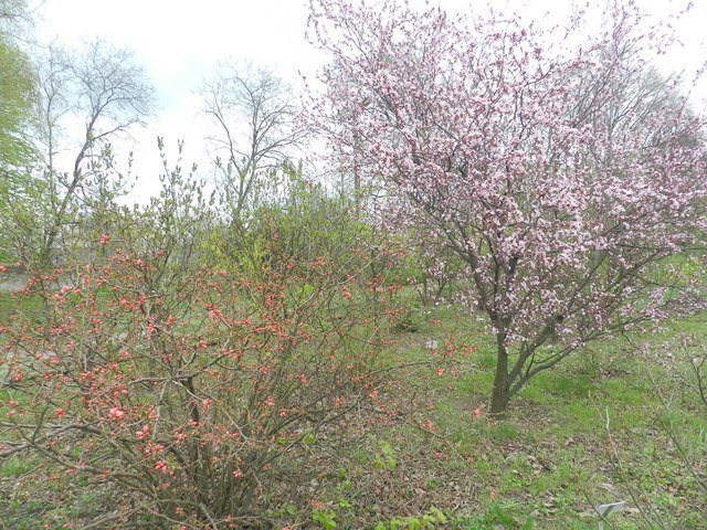 ботанический сад_Днепр