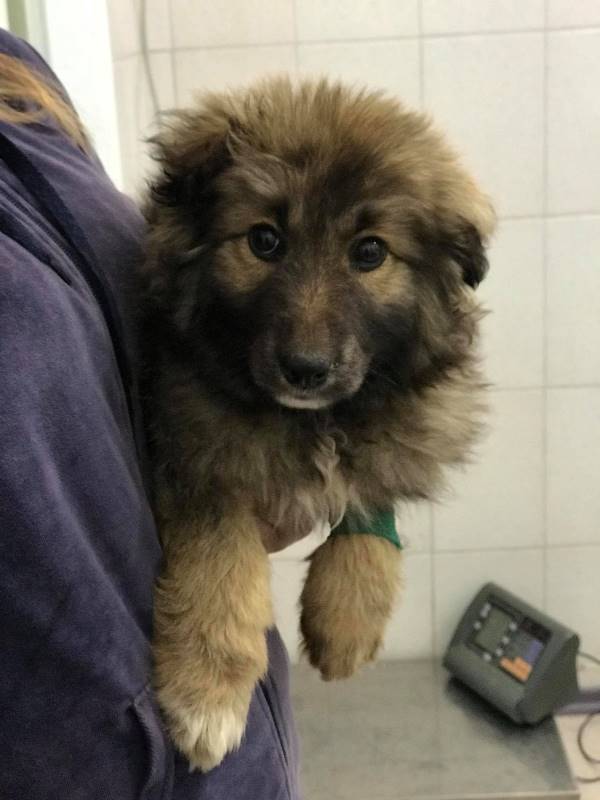 щенок_Днепр