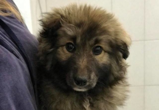 щенок_Днепр