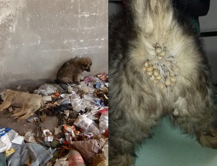 щенок_Днепр