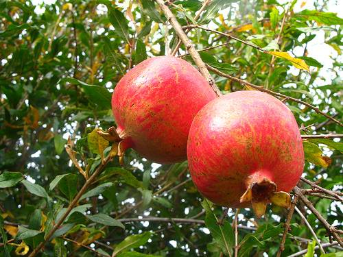 Александр Кононенко_фрукты