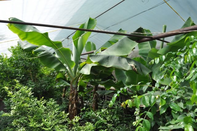 Александр Кононенко_фрукты