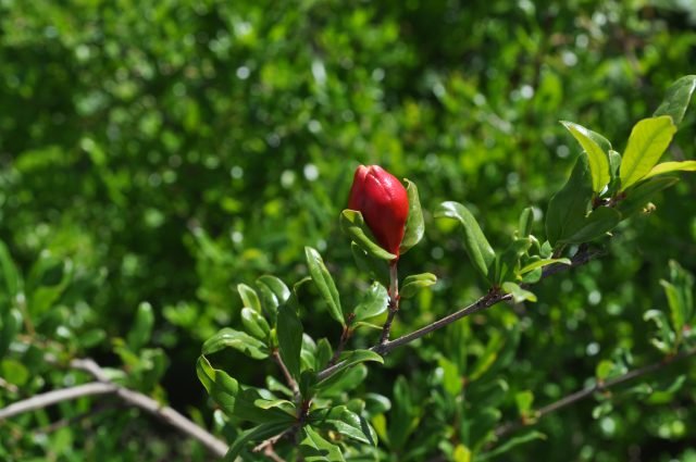 Александр Кононенко_фрукты