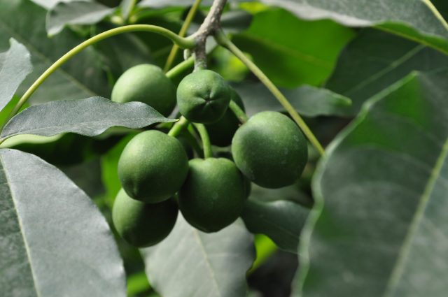 Александр Кононенко_фрукты