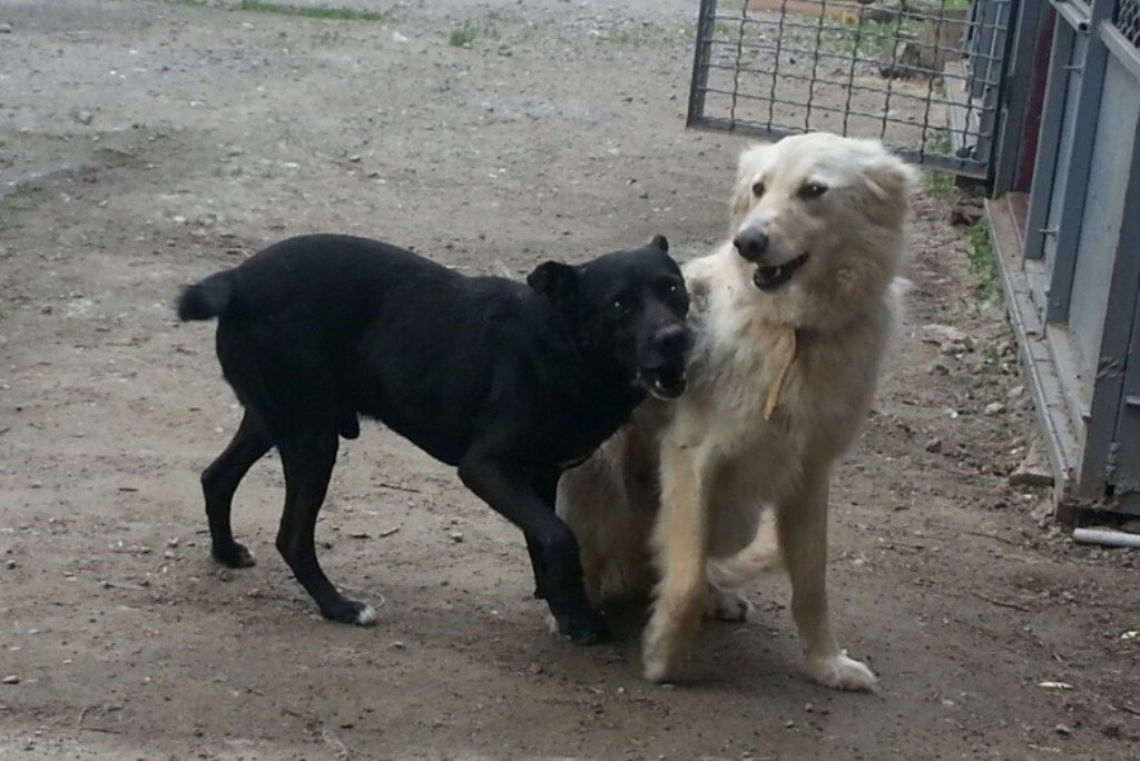 Днепр_неразлучники