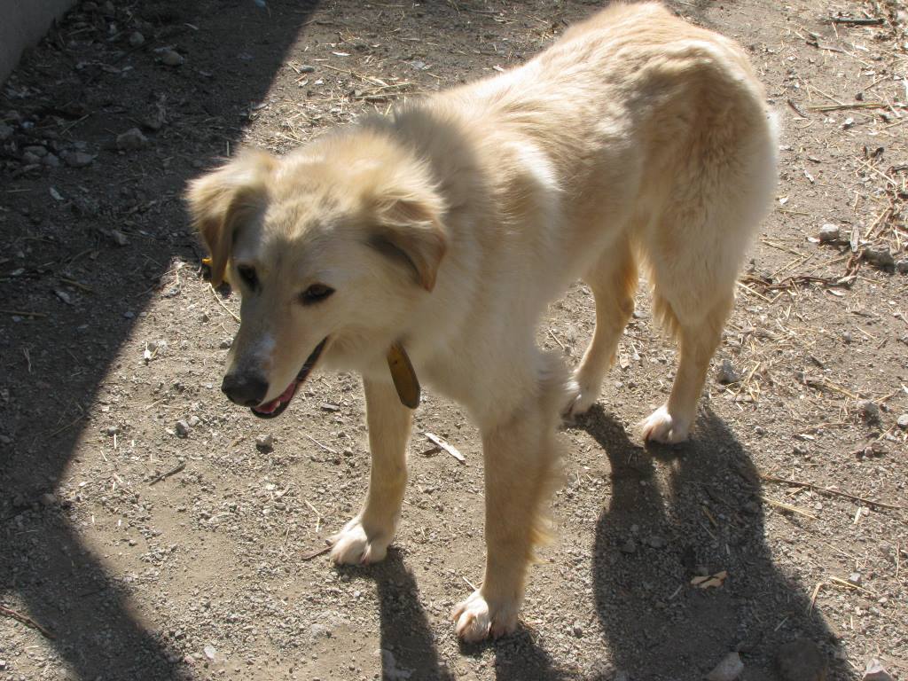 Днепр_неразлучники