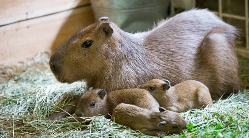 Фельдман Экопарк_капибары