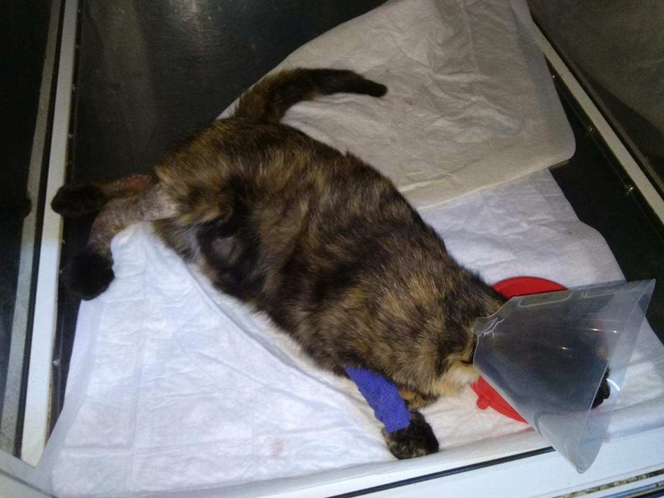 кошка Пуня_Днепр