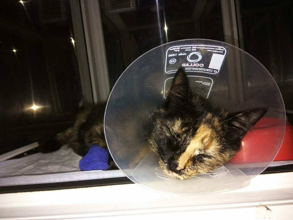 кошка Пуня_Днепр