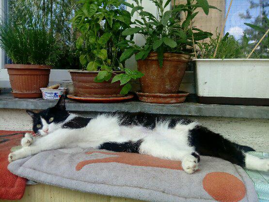 кошка с необычными лапками