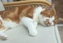 кот
