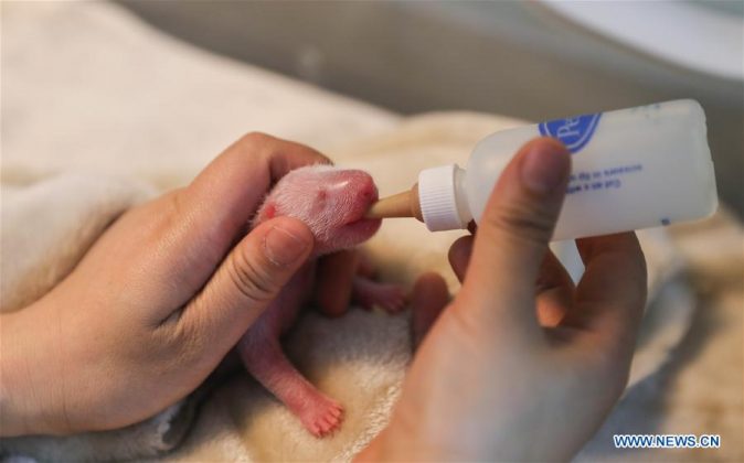 панди-близнюки