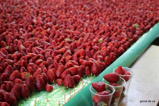 панно из клубники