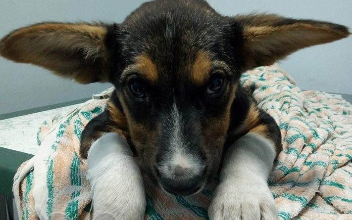 щенок Джанго_Днепр