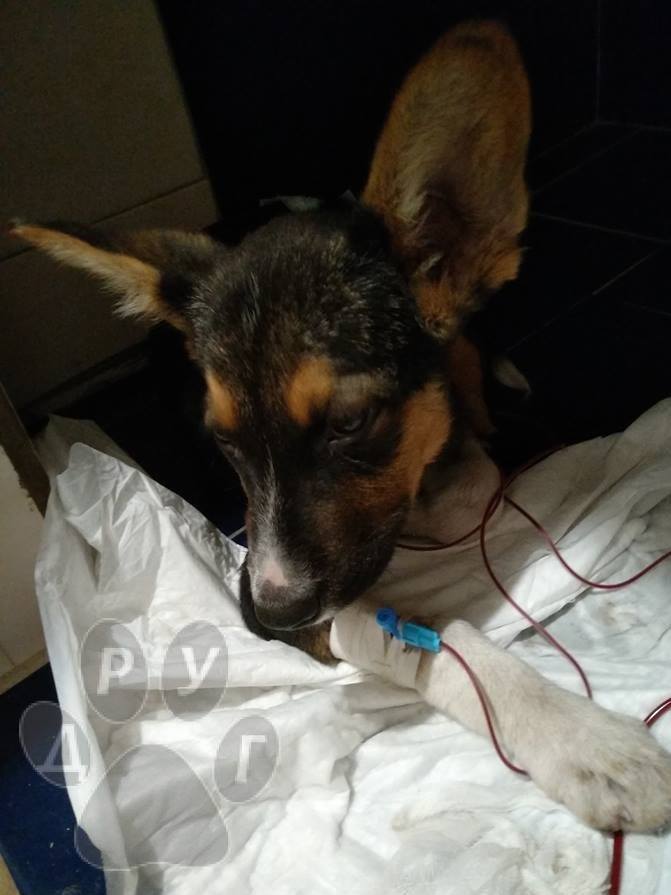 щенок Джанго_Днепр