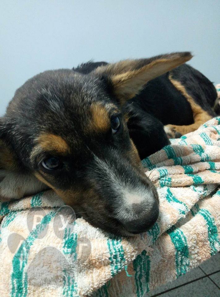 щенок Джанго_Днепр