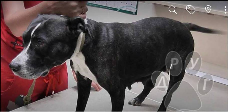 собака Ханна_Днепр