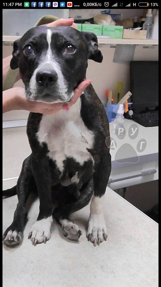 собака Ханна_Днепр