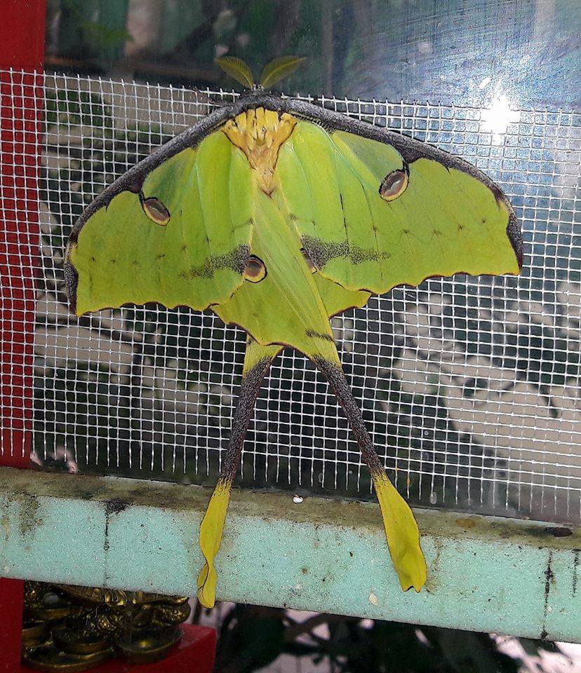 гигантская бабочка