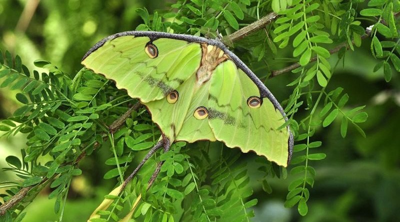 лунная моль