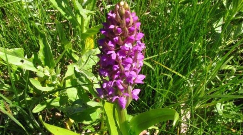 орхидеи_Харьков