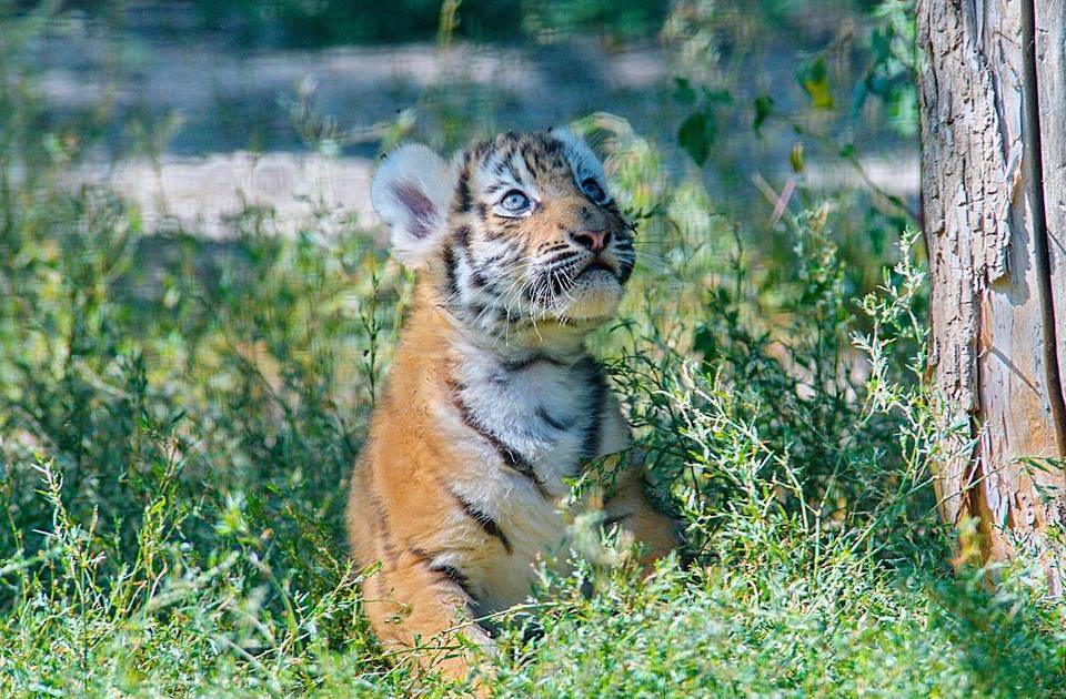 Фельдман Экопарк