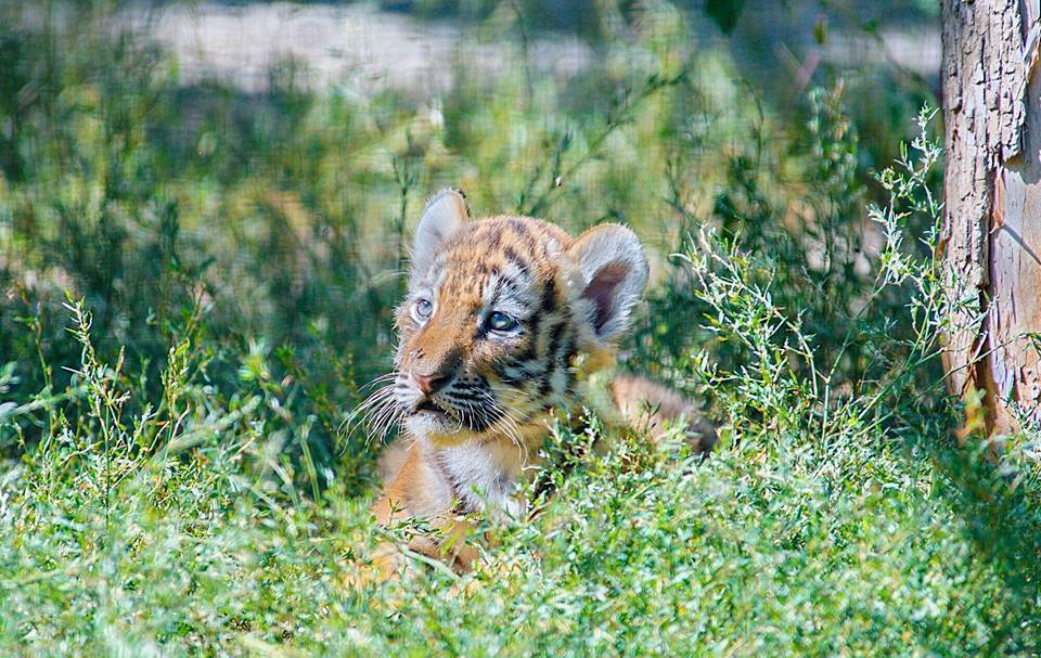 Фельдман Экопарк