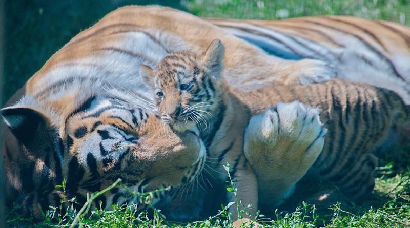 Фельдман Экопарк